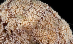 Octocorallia sp. "Soft coral SEA-4255"