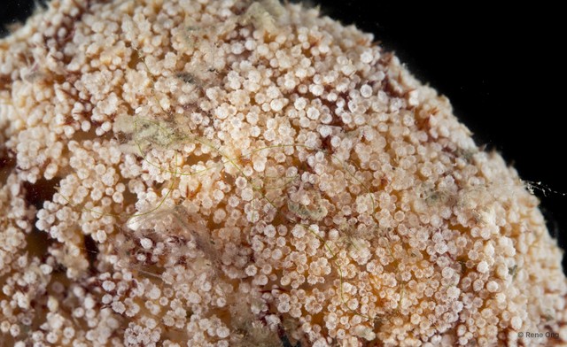 Octocorallia sp. "Soft coral SEA-4255"•&copy; Rene Ong•All Rights Reserved