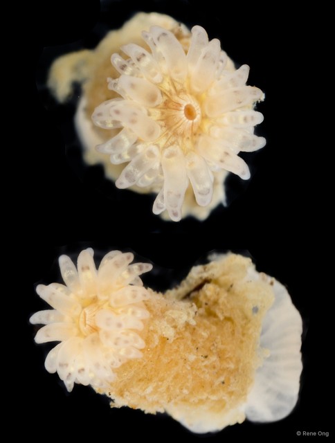 Actiniaria sp. "Burrowing anemone SEA-1462"•&copy; Rene Ong•All Rights Reserved