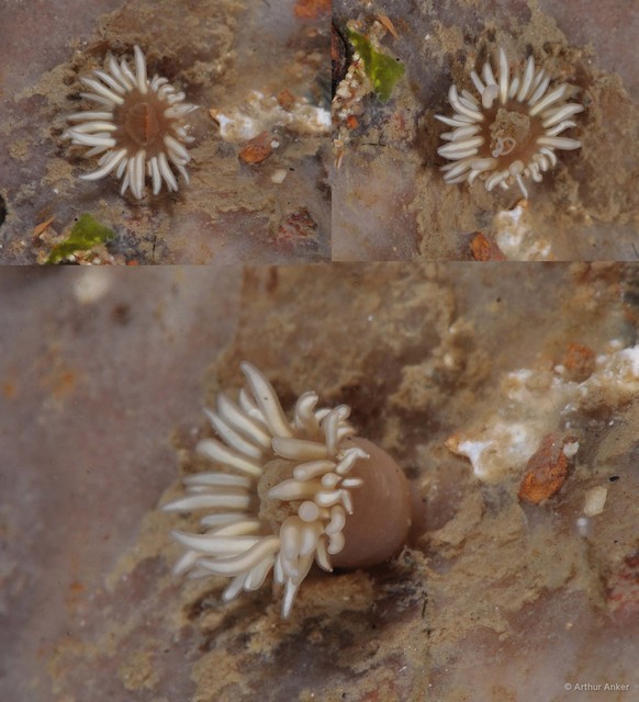 Actiniaria sp. "Sea anemone 2"•&copy; Arthur Anker•All Rights Reserved