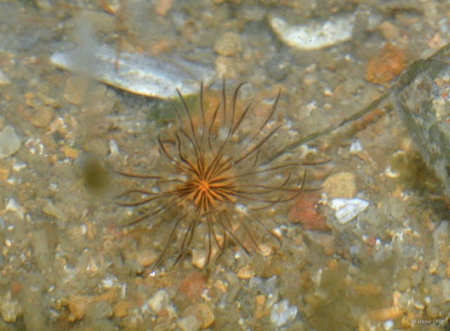 Actiniaria sp. "Sea anemone 3"•&copy; Rene Ong•All Rights Reserved