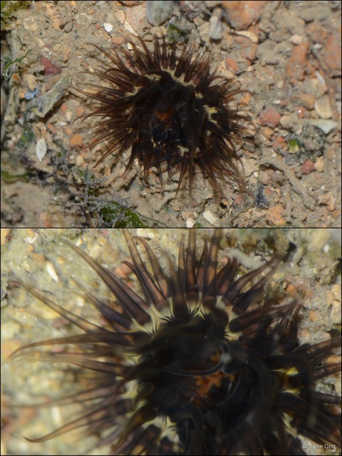 Actiniaria sp. "Sea anemone 4"•&copy; Rene Ong•All Rights Reserved