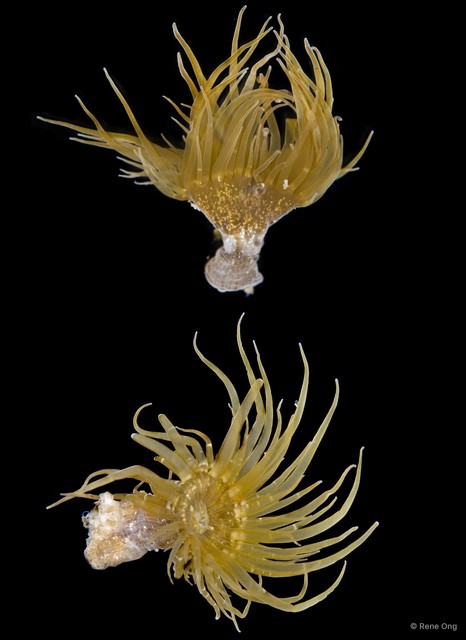 Actiniaria sp. "Sea anemone INT-0126"•&copy; Rene Ong•All Rights Reserved