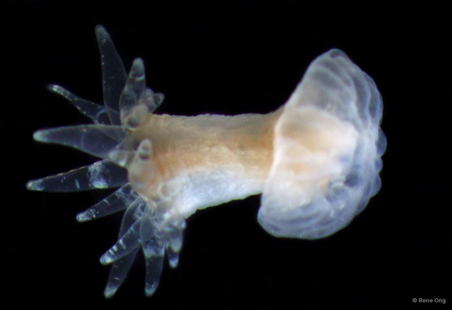 Actiniaria sp. "Sea anemone INT-1076"•&copy; Rene Ong•All Rights Reserved