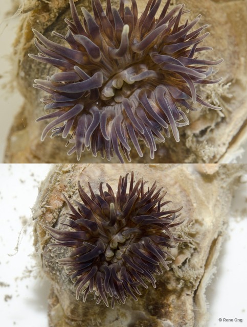 Actiniaria sp. "Sea anemone JS-0521"•&copy; Rene Ong•All Rights Reserved