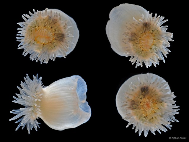 Actiniaria sp. "Sea anemone JS-1717"•&copy; Arthur Anker•All Rights Reserved