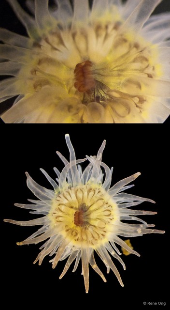 Actiniaria sp. "Sea anemone JS-1722"•&copy; Rene Ong•All Rights Reserved