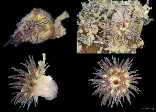 Actiniaria sp. "Sea anemone JS-1864"•&copy; Rene Ong•All Rights Reserved