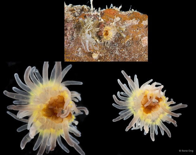 Actiniaria sp. "Sea anemone SEA-1326"•&copy; Rene Ong•All Rights Reserved