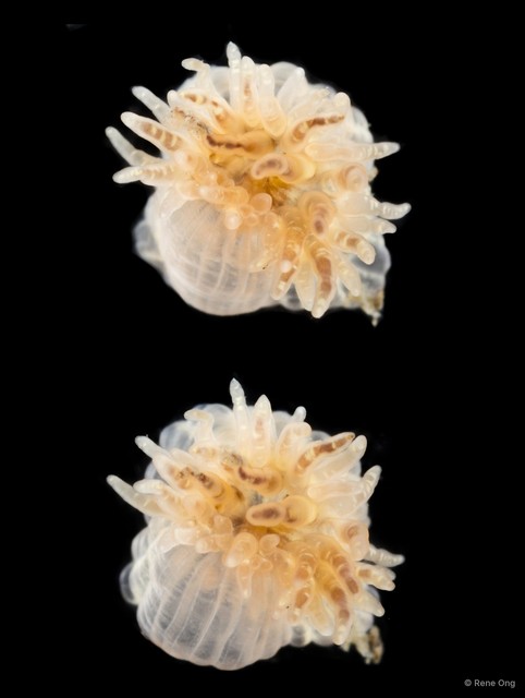 Actiniaria sp. "Sea anemone SEA-1330"•&copy; Rene Ong•All Rights Reserved