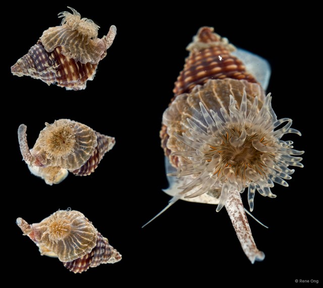 Actiniaria sp. "Sea anemone SEA-3702"•&copy; Rene Ong•All Rights Reserved