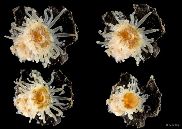 Actiniaria sp. "Sea anemone SEA-3784"•&copy; Rene Ong•All Rights Reserved