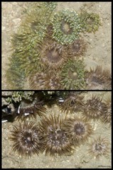 Isactinia sp. "cf. citrina"•&copy; Rene Ong•All Rights Reserved