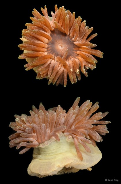 Isactinia sp. "JS-0931"•&copy; Rene Ong•All Rights Reserved
