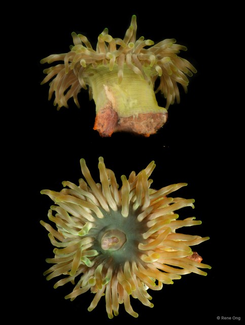 Isactinia sp. "JS-0932"•&copy; Rene Ong•All Rights Reserved