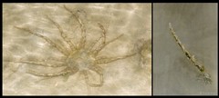 Actinostephanus sp. "cf. haeckeli"•&copy; Rene Ong•All Rights Reserved