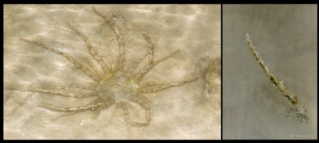Actinostephanus sp. "cf. haeckeli"•&copy; Rene Ong•All Rights Reserved