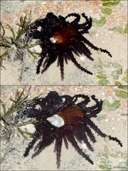 Actinostephanus sp. "cf. haeckeli"•&copy; Rene Ong•All Rights Reserved