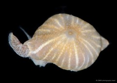 Paraiptasia radiata•&copy; CMBS photography team•All Rights Reserved