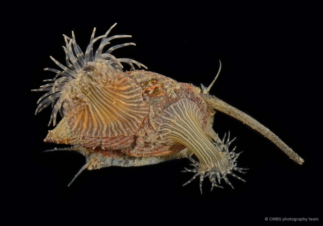 Paraiptasia radiata•&copy; CMBS photography team•All Rights Reserved