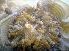 Boloceroides mcmurrichi•&copy; Ria Tan•All Rights Reserved