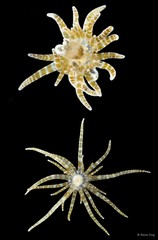 Boloceroides mcmurrichi•&copy; Rene Ong•All Rights Reserved
