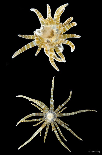 Boloceroides mcmurrichi•&copy; Rene Ong•All Rights Reserved
