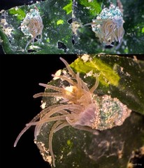 Bunodeopsis sp. "2"