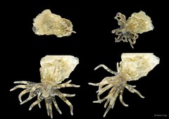 Bunodeopsis sp. "SS-0614"