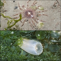 Metapeachia tropica•&copy; Ria Tan•All Rights Reserved