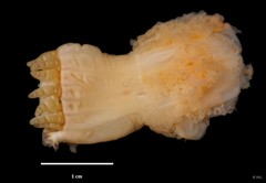 Metapeachia tropica•&copy; REL•All Rights Reserved