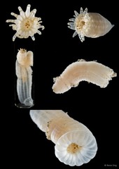 Metapeachia tropica•&copy; Rene Ong•All Rights Reserved