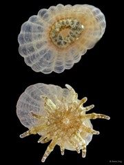 Heteranthus verruculatus Klunzinger, 1877
