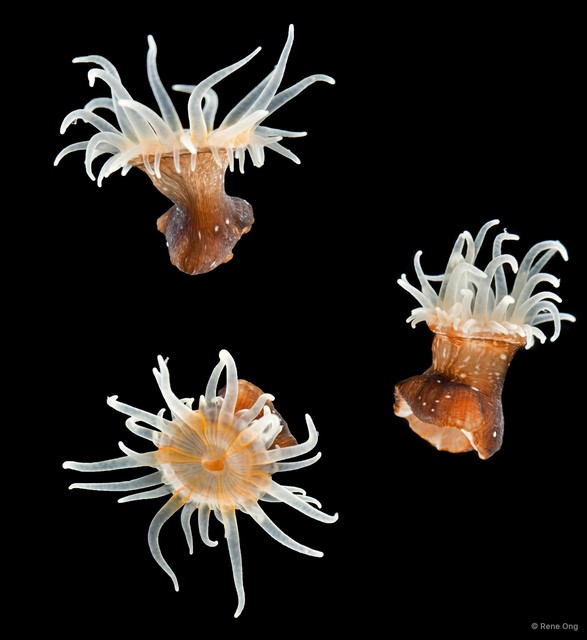 Nemanthus sp. "SS-0613"•&copy; Rene Ong•All Rights Reserved