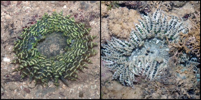 Phymanthus sp. "732e6874"•&copy; Ria Tan•All Rights Reserved