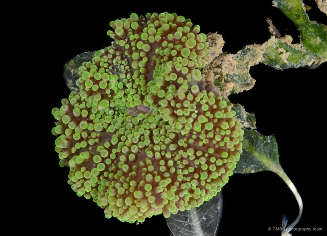 Stichodactyla sp. "JS-2736"•&copy; CMBS photography team•All Rights Reserved