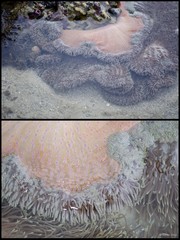 Stichodactyla gigantea•&copy; Rene Ong•All Rights Reserved