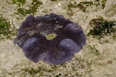 Stichodactyla haddoni•&copy; Rene Ong•All Rights Reserved