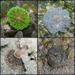 Stichodactyla tapetum•&copy; Ria Tan•All Rights Reserved
