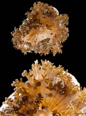 Thalassianthus sp. "2"