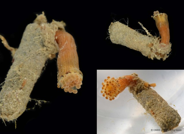 Corynactis sp. "JS-0885"•&copy; CMBS photography team•All Rights Reserved