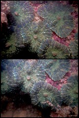 Rhodactis inchoata•&copy; Rene Ong•All Rights Reserved