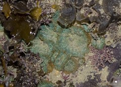 Rhodactis inchoata•&copy; Rene Ong•All Rights Reserved