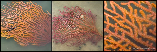 Echinogorgia sp. "f899ad9d"•&copy; Ria Tan•All Rights Reserved