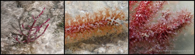 Echinomuricea pulchra•&copy; Ria Tan•All Rights Reserved