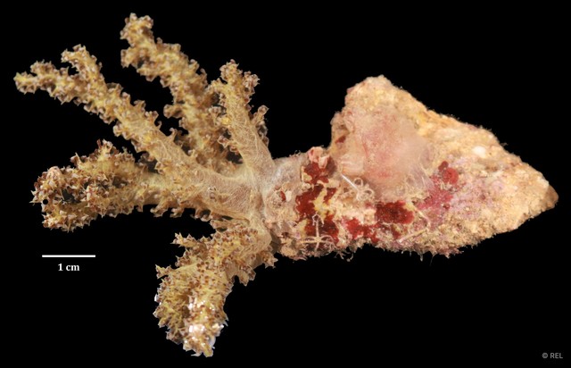 Alcyoniidae sp. "IP0313"•&copy; REL•All Rights Reserved