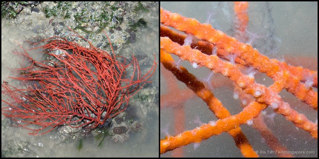 Astrogorgia sp. "f899ad94"•&copy; Ria Tan•All Rights Reserved