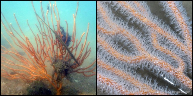 Euplexaura sp. "f899ada6"•&copy; Ria Tan•All Rights Reserved