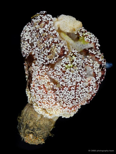 Dendronephthya sp. "00ebb419"•&copy; CMBS photography team•All Rights Reserved