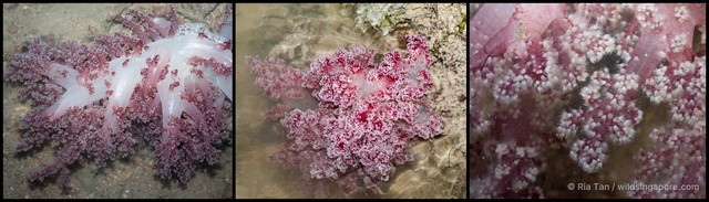 Dendronephthya sp. "f899ad7c"•&copy; Ria Tan•All Rights Reserved